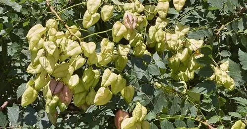 Пузырьковое дерево, Пузырьковый пепел