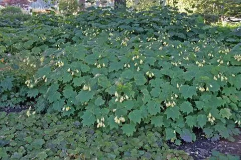 восковой колокольчик