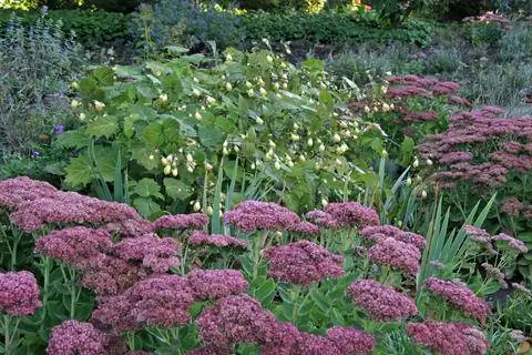 восковой колокольчик и очиток