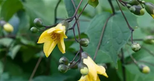 Восковой колокольчик