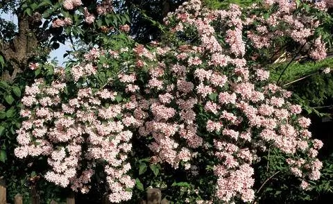 Цветущий каскад Кольквизи