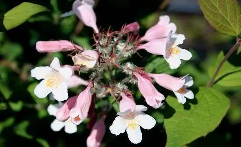 Цветущий перламутровый куст