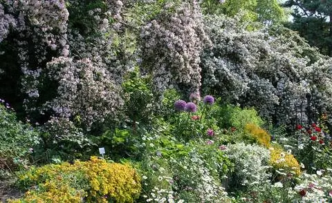 Кольквиция как фон для многолетнего бордюра