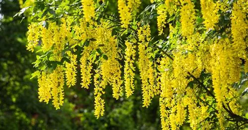 Означает Laburnum