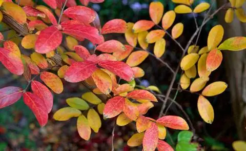 Осенние краски Лагерстремия