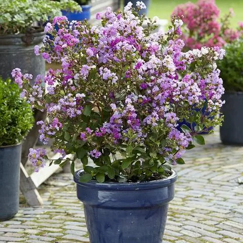 Горшечная посадка с лагерстремией