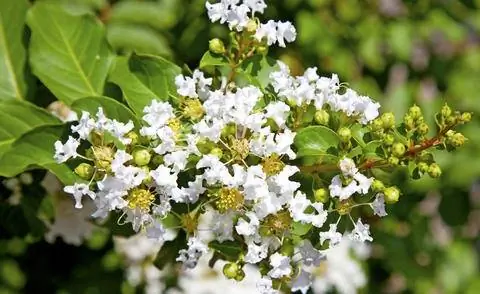 белоцветковая лагерстремия