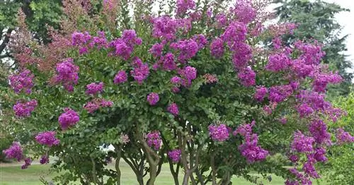 Лагерстремия, креп-мирт