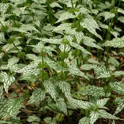 пестрые листья золотой крапивы