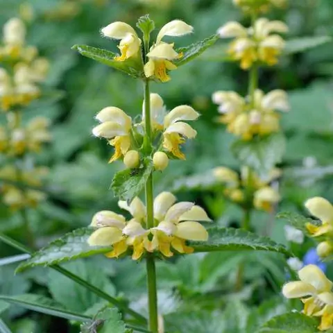 Цветок золотой крапивы Lamium galeobdolon