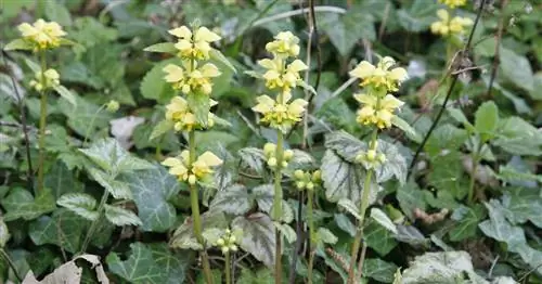 Золотая крапива, Желтая крапива