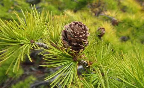 Шишки из японской лиственницы