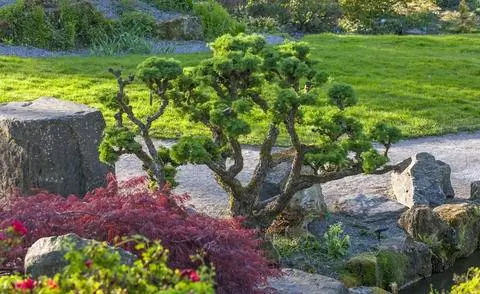 Лиственница японская в качестве садового бонсай