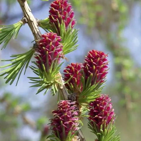 Женские цветки лиственницы европейской