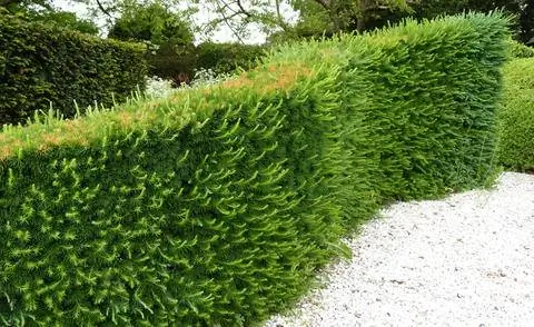 Живая изгородь из лиственницы