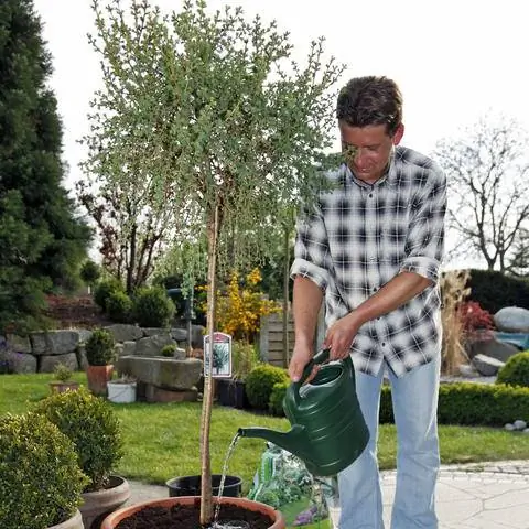 Лиственница Larix decidua Corley
