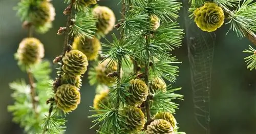 Лиственница европейская