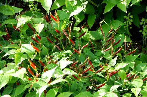 Бобовые культуры ярового гороха