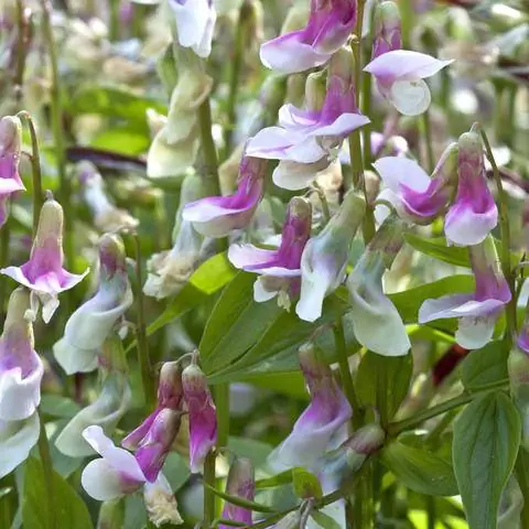 Сорт гороха ярового ‘Alboroseus’