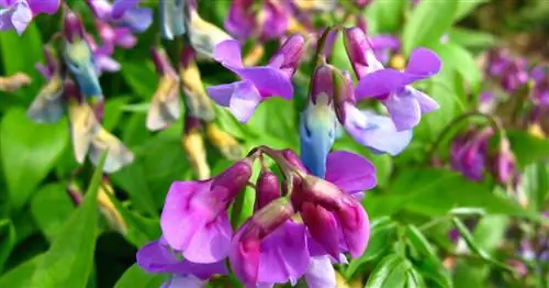 Весенний горошек