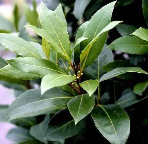 лавровый лист