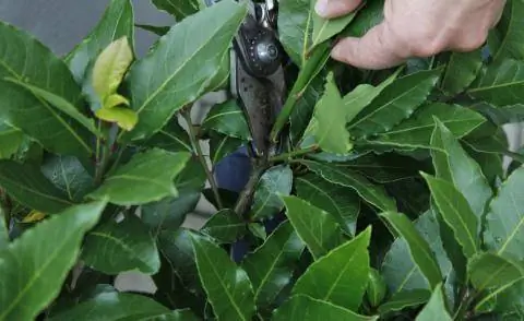 срезать лавр