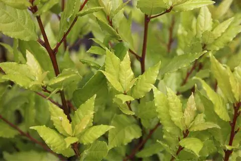 Лавр благородный 'Aurea'