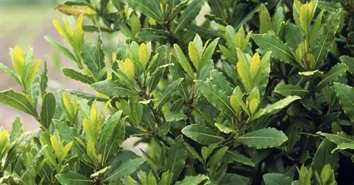 Лавр, лавровое дерево