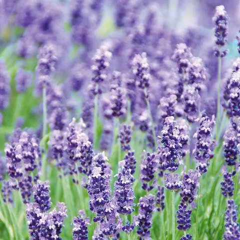 Настоящие цветы лаванды