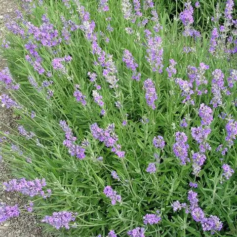 Лаванда узколистная 'Леди'