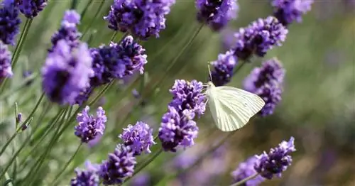 Настоящая лаванда