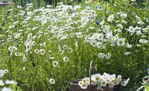Цветущая луговая маргаритка (Leucanthemum vulgare)
