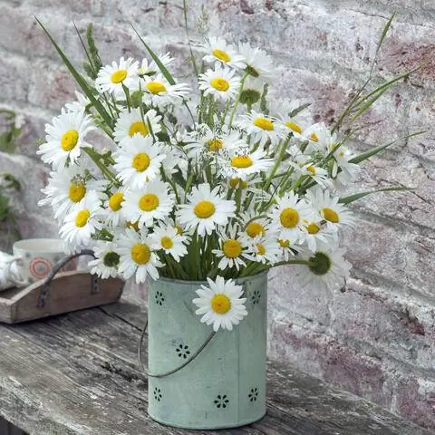 Луговая маргаритка как срезанный цветок