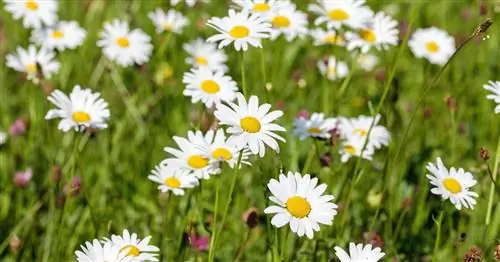 Луговая маргаритка