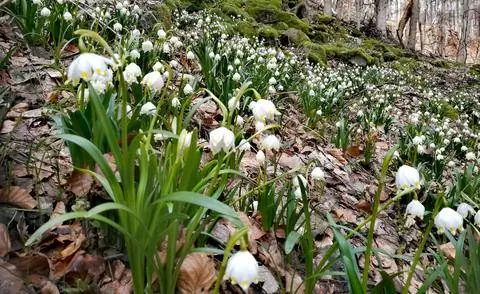 Leucojum vernum