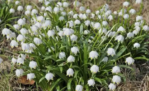 Мартовская кружка