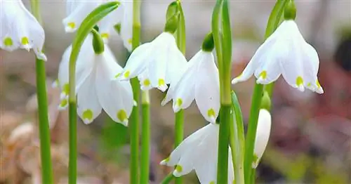 Мартовский кубок, весенняя снежинка