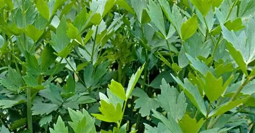 Любисток, трава магги