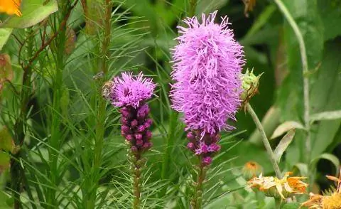 Цветок Литарис колосистый