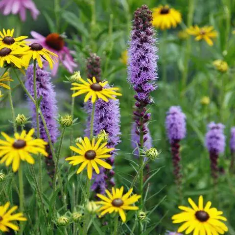 Пузырчатка и пурпурная эхинацея