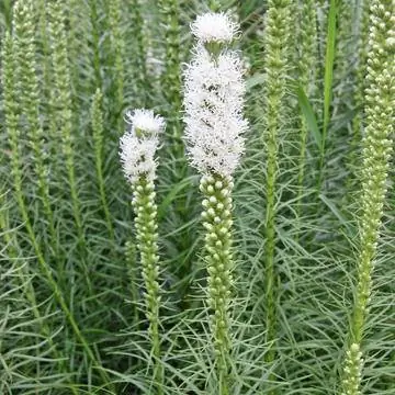 'Флористан Уайт'