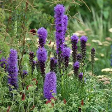 Литарис колосистый Кобольд