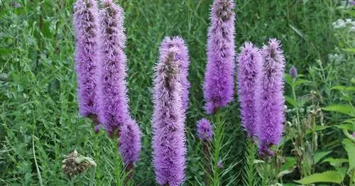 Ушастый арлекин, Розовый арлекин