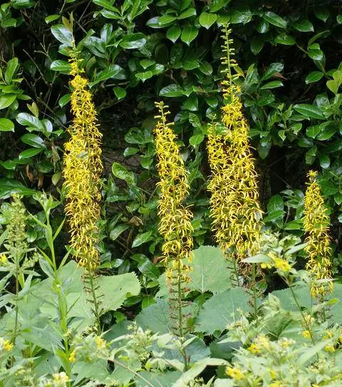 Цветочные свечи лигулярии