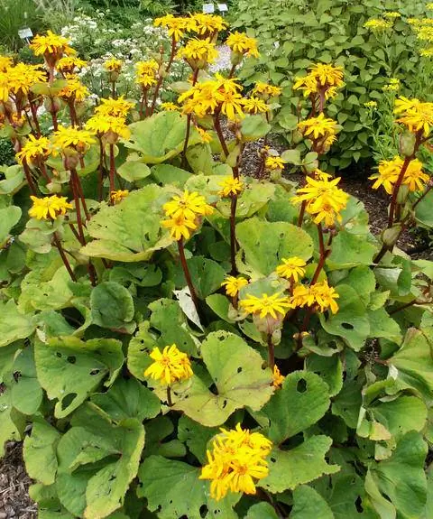 Ligularia dentata ‘Desdemona’