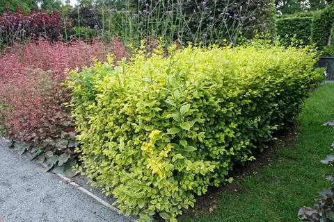 золотая бирючина