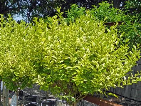 Голдлигустер Ligustrum ovalifolium 'Aureum'