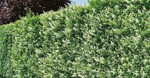 Бирючина овальная, Бирючина живая