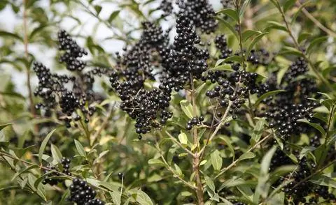 Ягоды бирючины, Плоды бирючины