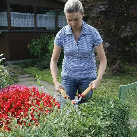 Обрезать живую изгородь из бирючины